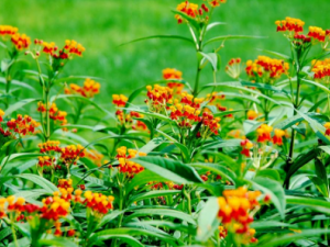 ������Ĺ�Ч���� ���������α�������