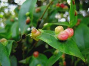 ���Ҳ�����Щ��Ч ���Ҳ����ڵ�������