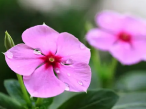 �������Ĺ�Ч���� �������κνܽ�