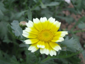 ɽ��������Щ��Ч ɽ��������ű̵��