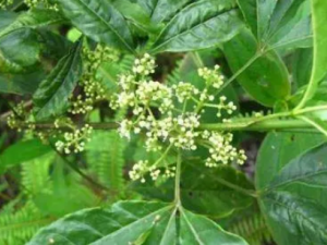 �����Ĺ�Ч���� ����������²�����֮����