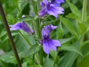 ɽ���˵Ĺ�Ч���� ɽ�����ζ���ҧ��