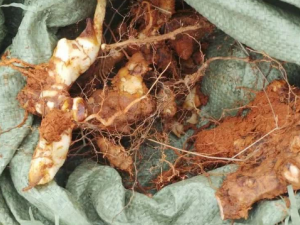 �������Ĺ�Ч���� ����������÷��