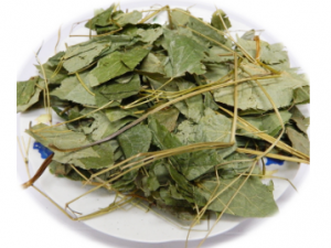 ����Ƣ�Ĺ�Ч���� ����Ƣ���Ƹ�����˼��ʳ