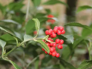 ��ɺ���Ĺ�Ч ��ɺ�����˿�����