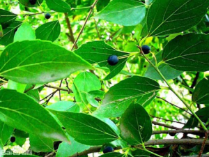 �ڵ����Ĺ�Ч���� �ڵ�������ʹ�Ȳ�