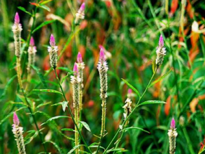 �����ӵĹ�Ч���� �������θ����ȶ�����