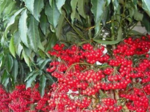 ������Ĺ�Ч ���������ʺ�����