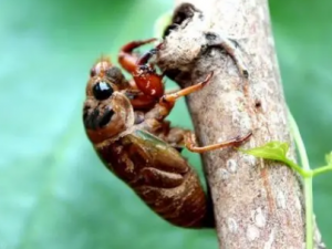 �Ʋ�ɢ�Ĺ�Ч �Ʋ�ɢ��С�����Ⱦ���