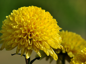 �ջ���������Ч ����þջ���������