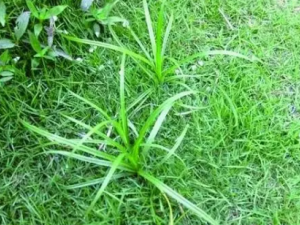 СɯݵĹЧ Сɯɢ̵ĹЧ