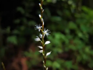 ֧��ޤ�Ĺ�Ч���� ֧��ޤ���ڵ�������