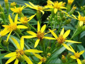 ǧ�����Ĺ�Ч ǧ������Ӹ�״���