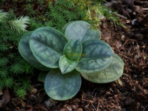 ˫�����Ĺ�Ч���� ˫�����η��ȿ���