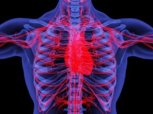 �ɶ��������ҵĹ�Ч��ʲô����������Ѫ������̬