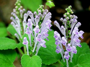 ���ŲݵĹ�Ч���� ���Ų���С����ҩ�Է��ȳ鴤