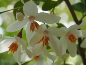 ���廨�Ĺ�Ч���� ���廨�������ͳ没