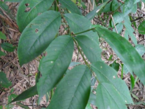 �������Ĺ�Ч���� ����������������