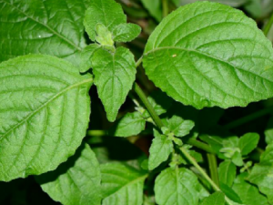 ǹ��ҩ�Ĺ�Ч���� ǹ��ҩ����ѪֹѪɢ���ⶾ