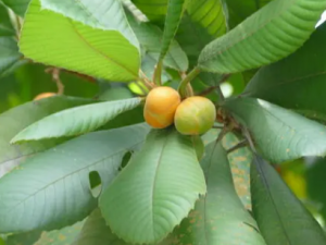 ������Ĺ�Ч���� �����������������