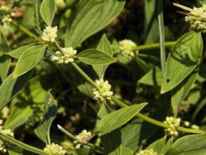 �ļ���к�����ҩ �ļ���к����ҩ����