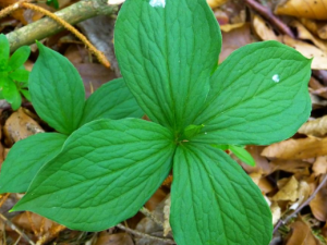 ����Ĺ�Ч���� ������һ����