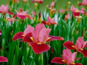 ������Ĺ�Ч���� �������ʳ������