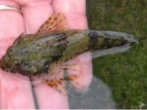 �Ÿ���Ĺ�Ч���� �Ÿ�����Ƣ��йк