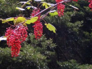 �cʠ�Ĺ�Ч �cʠ�����˳�Ѫ