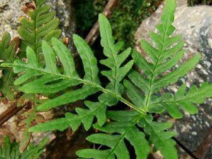 �в�ҩ������Ĥ�Ĺ�Ч һ���˽�һ�°�