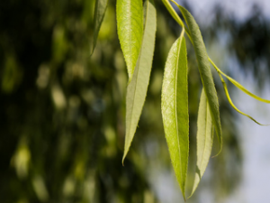 ��Ҷ�Ĺ�Ч���� ��Ҷ����������������