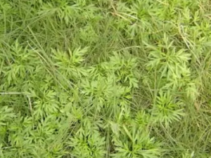 Ұ���Ĺ�Ч���� Ұ������ʪ�Ȼ���