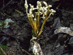 ����ɢ�Ĺ�Ч ����ɢ�θξ�����