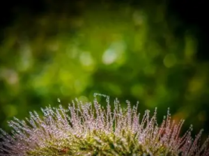 ������Ĺ�Ч �������κڷ�����