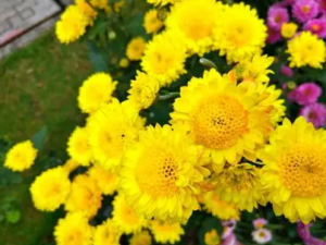 �ջ�ɢ�Ĺ�Ч �ջ�ɢ�η�а��������