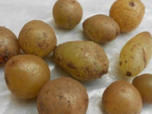 4�ֹ�Ƥ��ñ�� һ�𿴿�����Щ��Ƥ