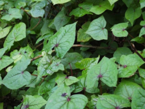 ������Ĺ�Ч ���������ڷ�ŧ��