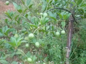 ��ͷ���Ĺ�Ч���� ��ͷ�����Ƹ�ð��ҩ�Է���