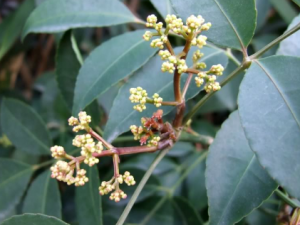 ɽ��Բ�Ĺ�Ч���� ɽ��Բ�ε�������