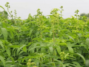 �����󷽵Ĺ�Ч �������ε����˴�