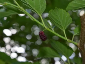 ɣĹЧ ɣηȸðͷʹĿ