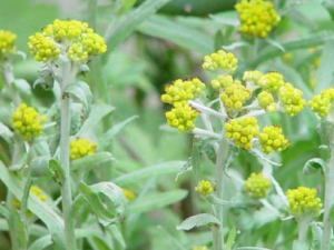 ���Ĺ�Ч ������¾ÿ���