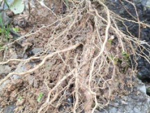 �����µĹ�Ч���� �������θ�ð��ҩ�Է���