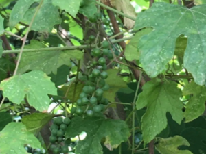 �cʠ�ٵĹ�Ч���� �cʠ�������ܲ�����