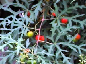 �cʠ�Ĺ�Ч���� �cʠ�η�ʪ�ؽ�ʹ