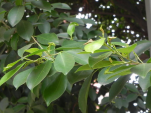 СҶ�ŵĹ�Ч���� СҶ�ų����ڷ�ʪ��ʹ