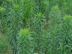 С����Ĺ�Ч С���������Ե�����