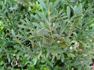 ��Ҷ����Ĺ�Ч ��Ҷ������ڿ��Կ�Ѫ