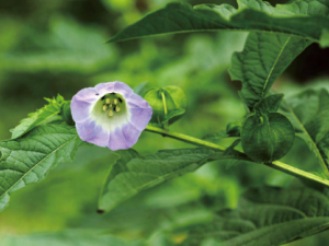 ���Ὤ�Ĺ�Ч���� ���Ὤ�����ڸ�ð��ҩ�Է���