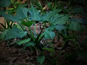 С����Ĺ�Ч���� С�����ֹѪ�����ⶾ����